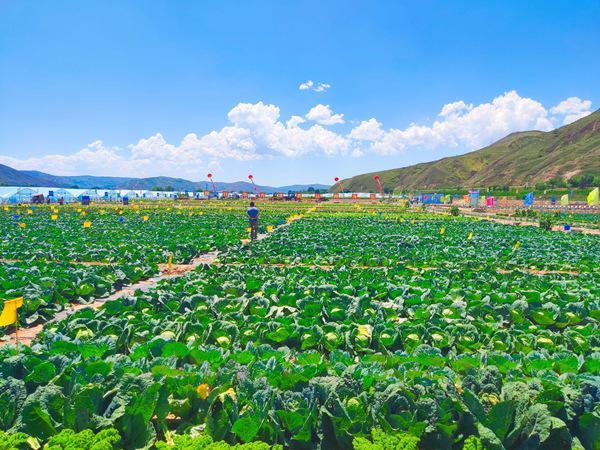 最新菜篮子，重塑我们的餐桌与生活品质