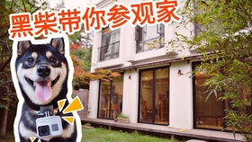 狗洲最新网站，探索与体验
