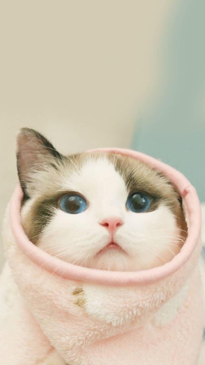 猫咪最新破解器，技术革新与道德边界的探讨